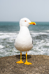 Fototapeta na wymiar Closeup of a Seagull posing at the seaside in Biarritz. Basque Country of France.
