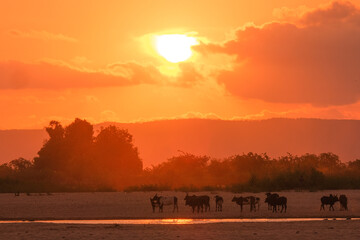 Silhouette of African animals going to drink water during the sunset in madagascar
