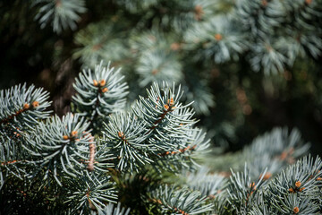 The branches of pine trees.