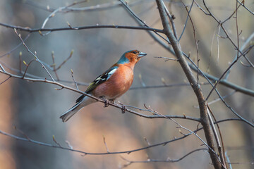 wild bird in spring forest
