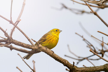 Obraz premium wild yellow bird in spring forest