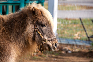Fototapeta premium shetland pony in the stable
