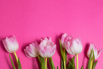 Fototapeta premium beautiful tulips flowers pink background