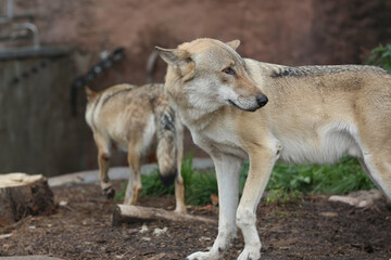 Gray Wolf (Canis lupus) Portrait - captive animal. Wolf at the zoo in the summer.