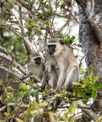Vervet Monkeys (Chlorocebus Pygerythrus) sitting in a tree. Kruger National Park, South Africa