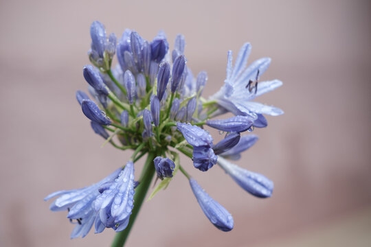 Flower after the rain