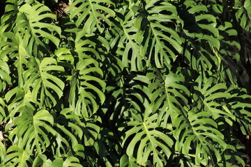 background of leaves