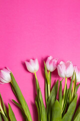 beautiful tulips flowers pink background