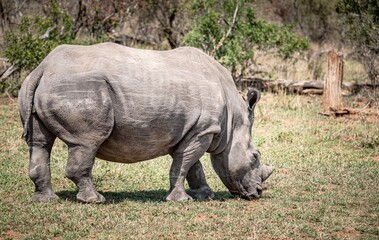 White Rhinoceros (Ceratotherium Simum) in Kruger National Park, South Africa