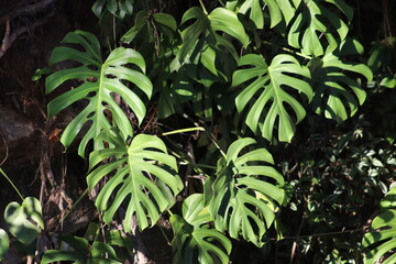 leaves in the forest