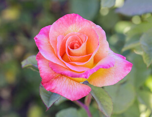 'Mardi Gras' Pink Blend Floribunda Rose in Bloom. San Jose Municipal Rose Garden, San Jose, California, USA.