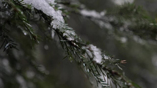 Drops of water flow down from the branches of spruce in the evening, melting snow in winter, macro shot