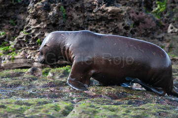 Sea Lion baby, Peninsula Valdes, Unesco World Heritage Site,Patagonia, Argentina