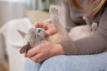 The relationship between a cat and a person. The girl's hands caress the cat. Burmese cat sleeping.
