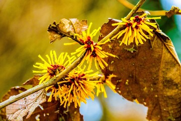 るるパークのマンサク