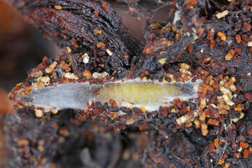 Dried tomatoes, food pantry supplies at home destroyed by pests, insects, caterpillars of Indian meal moth (Plodia interpunctella).