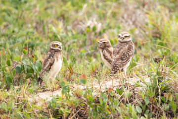 Beach Owls: Three Friends in an Exotic Habitat