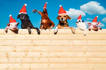 Lustiges Bild mit Nikolausmütze: Hunde, Ferkel, ein Kaninchen und ein Huhn schauen über eine...