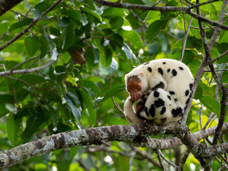 Waigeo spotted Cuscus relaxing on a branch in the forests of Waigeo Island, Raja Ampat, Indonesia

