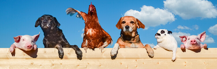 Lustige Bildmontage- Zwei Hunde , zwei Ferkel, ein Huhn und ein Kaninchen blicken über eine...