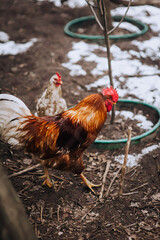 A rural rooster and a flock of hens walk outdoors on the farm. Photo of an animal, close-up pet, poultry.