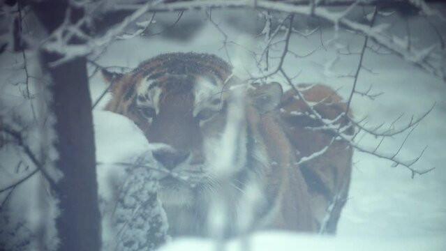 4k120 fps super slow motion video of big male Siberian tiger, panthera tigris altaica in cold winter forest after snowfall , national park Leopard Land, filmed on Nikon z9 high quality 8k camera