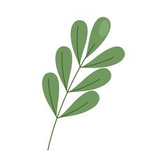 branch with leafs