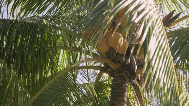 Beautiful beach palm tree with yellow coconuts on a summer afternoon in a tropical country. while the wind blows its leaves