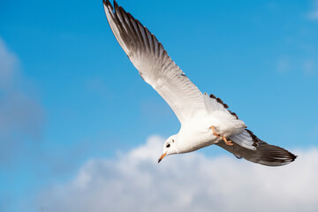 Fototapeta na wymiar seagulls in flight under the blue lake on a sunny day