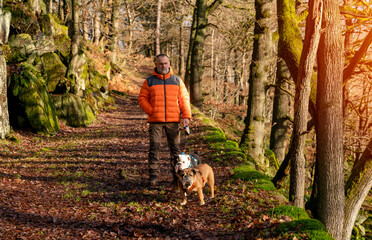 A happy pensioner in orange coat with English bulldogs in forest, going for a walk in Peak District...
