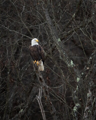 Birds - Bald Eagle, Round Hill,  Sleeter Lake Loudoun County Virginia