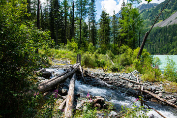 forest in the mountians