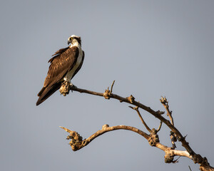 Birds - Osprey, Newton St Clements Island State Park, Maryland Maryland