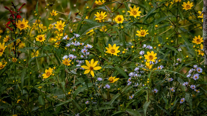 Flowers - Wild flowers, Pohick Bay, Virginia