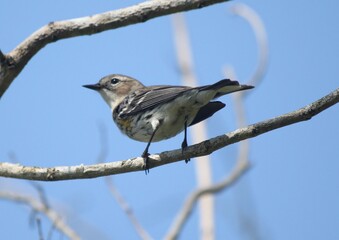 Obraz premium Warbler portrait