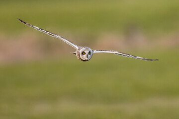 Short-eared owl in flight