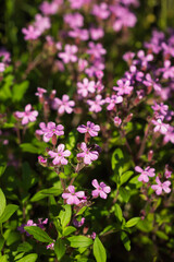 Saponaria ocymoides, of the family Caryophyllaceae. Central Russia.