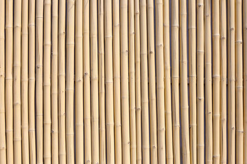 Yellow bamboo texture. Dried bamboo wall or fence background