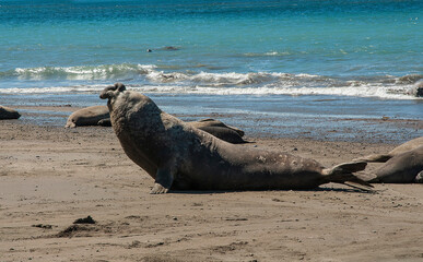 Male elephant seal, Peninsula Valdes, Patagonia, Argentina