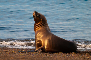 Obraz premium South American Sea Lion (Otaria flavescens) Female,.Peninsula Valdes ,Chubut,Patagonia, Argentina