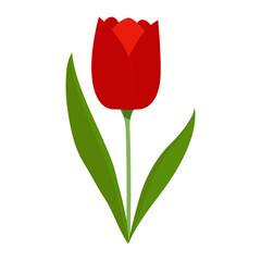 Ilustracion vectorial del dia de San Valentin. Flor de Tulipan. png 300 dpi