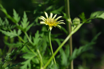 Tragopogon dubius, of the family Asteraceae. Central Russia.