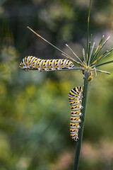 Two black and yellow Monarch caterpillars crawling on a flower stem before turning into a butterfly