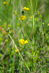 The meadow buttercup (lat. Ranunculus acris), of the family Ranunculaceae. Central Russia.