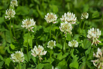 The white clover (lat. Trifolium repens), of the family Fabaceae. Central Russia.