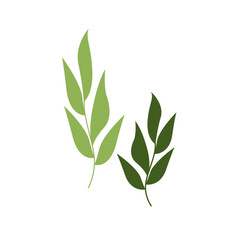 Fototapeta premium Green leaves isolated on white background. Vector illustration EPS10. Green brunches for. Design floral element. Bay leaf plant cartoon. green spice, herb food, herbal organic natural, ingredient.