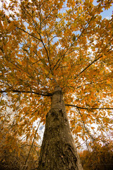 Obraz premium autumn in the park