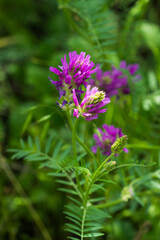 Fototapeta premium Astragalus onobrychis, of the family Fabaceae. Central Russia.