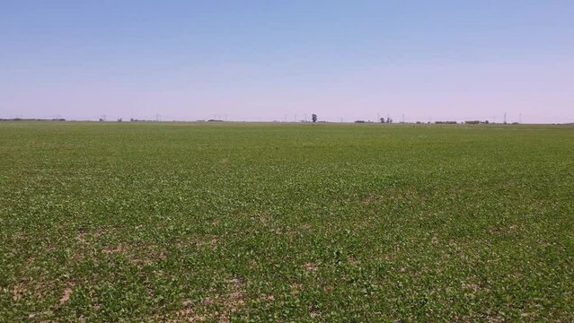 Campo cultivado con soja en la pampa húmeda