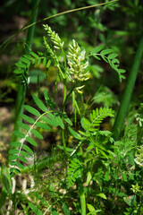 Oxytropis pilosa, of the family Fabaceae. Central Russia.